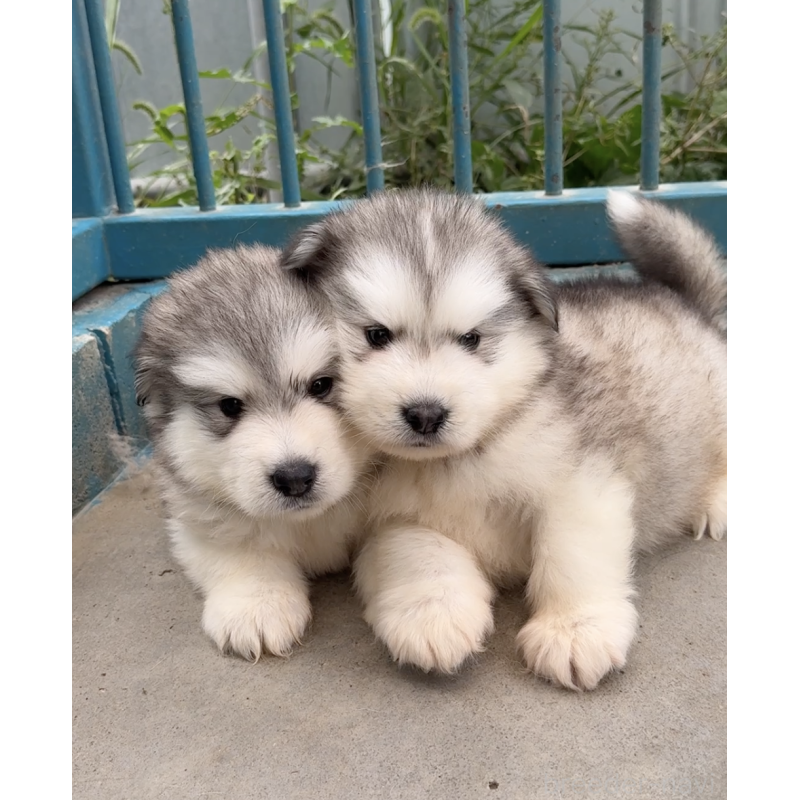 成約済の千葉県のアラスカンマラミュート-421201の2枚目