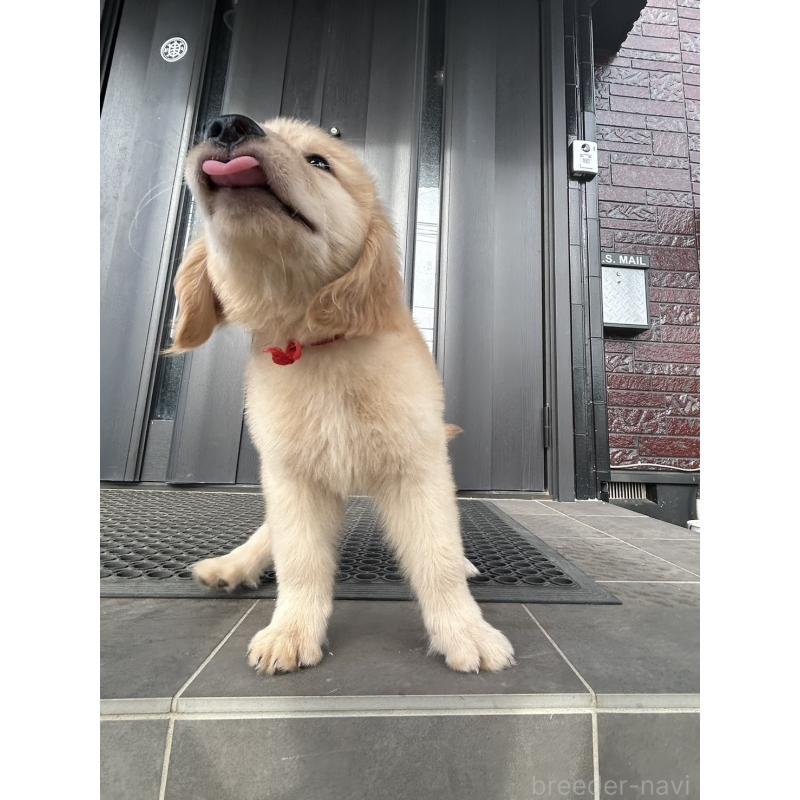 販売中の千葉県のゴールデンレトリーバー-415787の2枚目