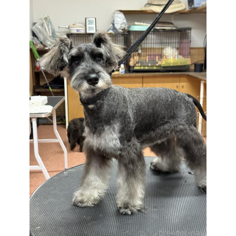 販売中の栃木県のミニチュアシュナウザー-394378の10枚目