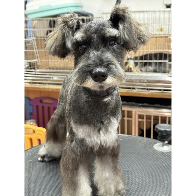 販売中の栃木県のミニチュアシュナウザー-394378の9枚目