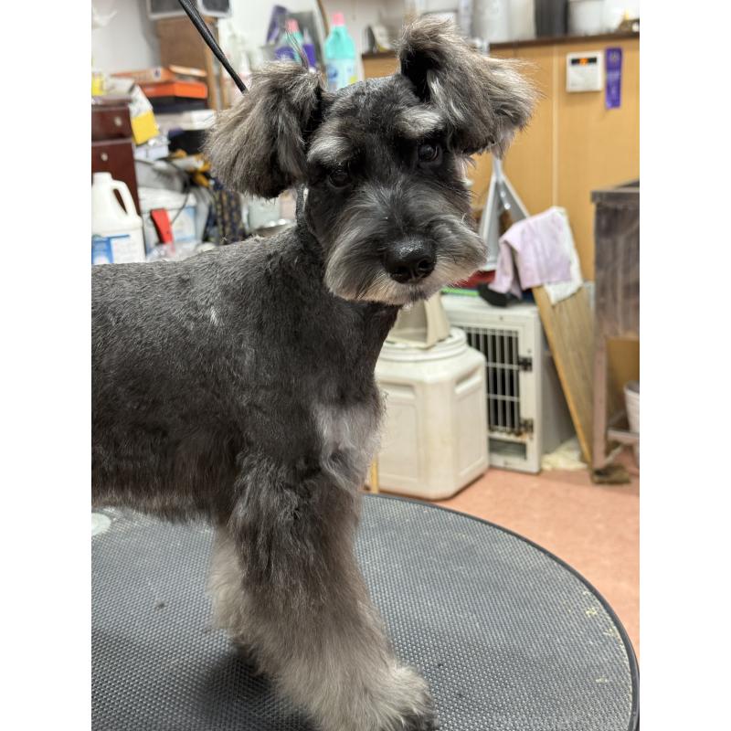 販売中の栃木県のミニチュアシュナウザー-394378の8枚目