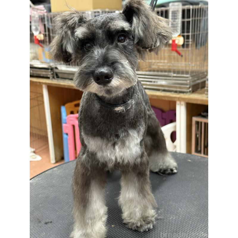 販売中の栃木県のミニチュアシュナウザー-394378の7枚目