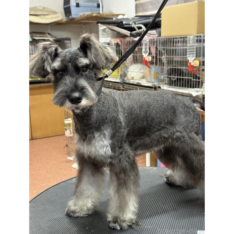 販売中の栃木県のミニチュアシュナウザー-394378の6枚目