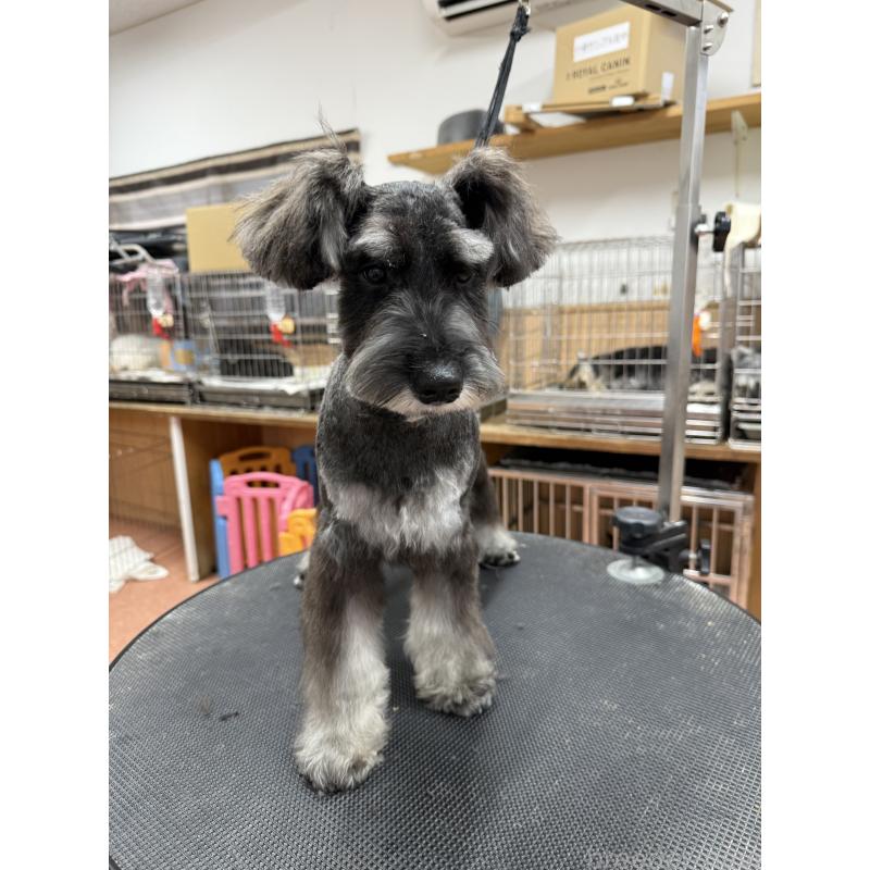 販売中の栃木県のミニチュアシュナウザー-394378の5枚目