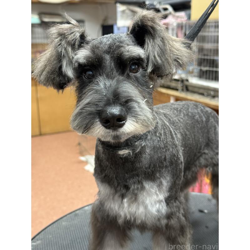 販売中の栃木県のミニチュアシュナウザー-394378の4枚目