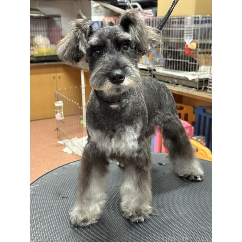 販売中の栃木県のミニチュアシュナウザー-394378の3枚目