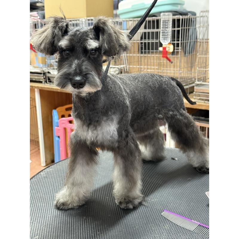 販売中の栃木県のミニチュアシュナウザー-394378の2枚目