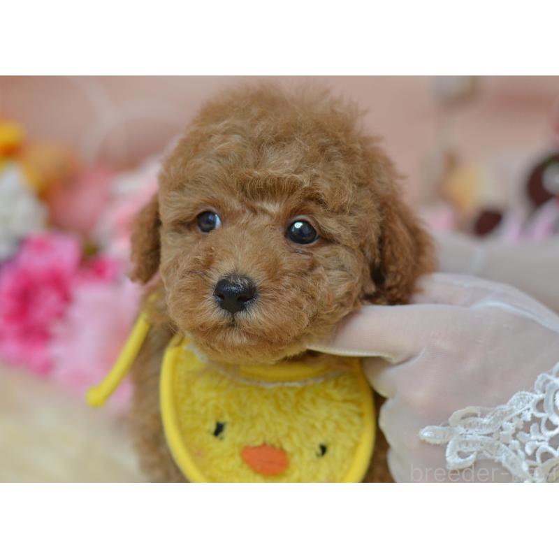 成約済の埼玉県のタイニープードル-418684の5枚目