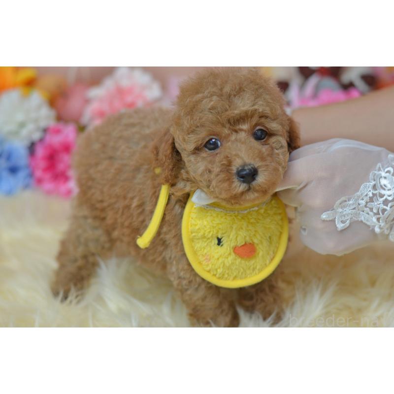 成約済の埼玉県のタイニープードル-418684の4枚目