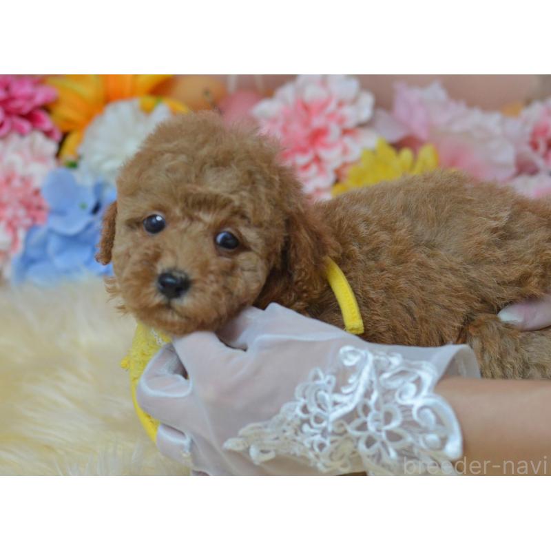 成約済の埼玉県のタイニープードル-418684の3枚目