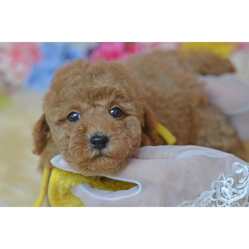 成約済の埼玉県のタイニープードル-418684の2枚目