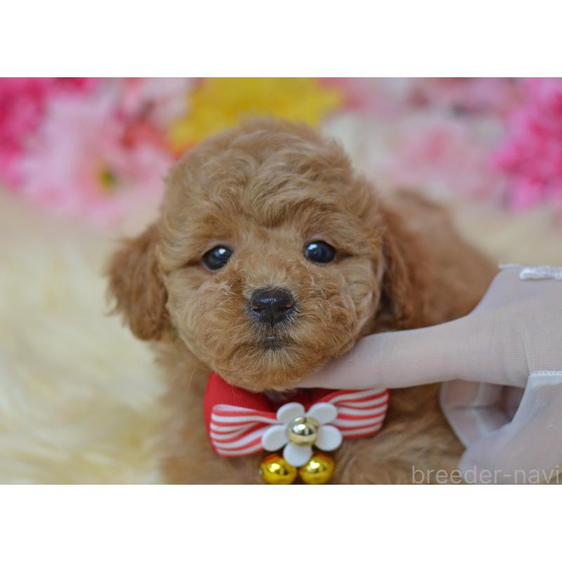 販売中の埼玉県のタイニープードル-418690の30枚目