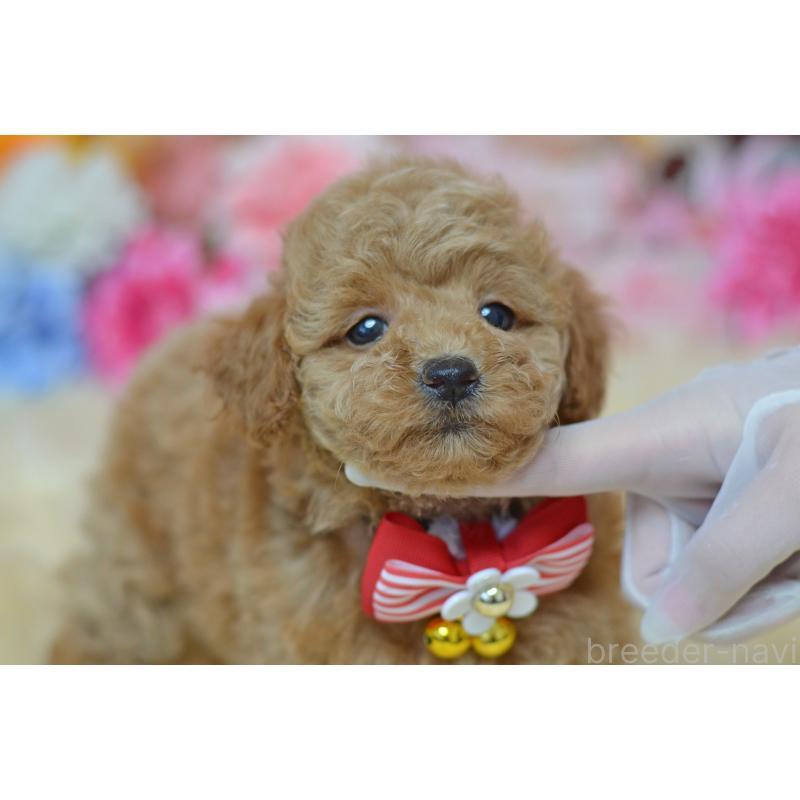 販売中の埼玉県のタイニープードル-418690の29枚目