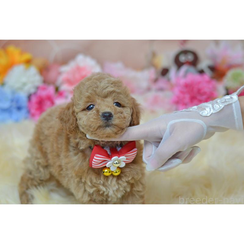 販売中の埼玉県のタイニープードル-418690の28枚目