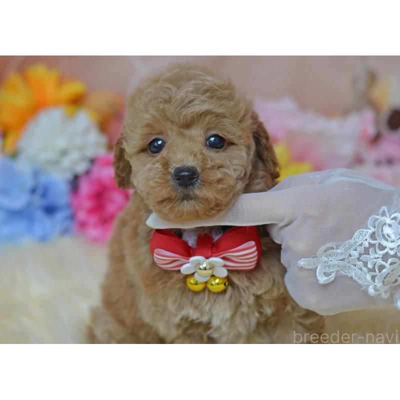 販売中の埼玉県のタイニープードル-418690の25枚目