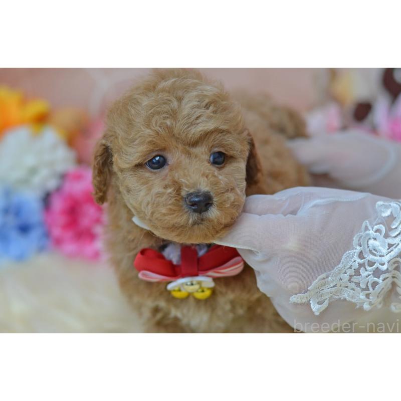 販売中の埼玉県のタイニープードル-418690の24枚目