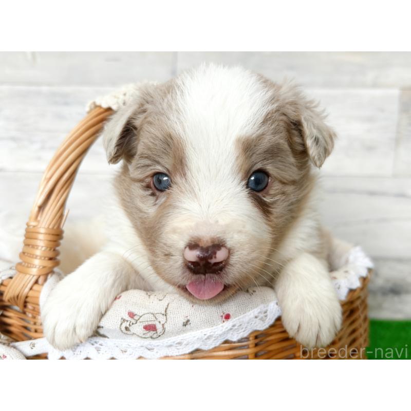 販売中の茨城県のボーダーコリー-421392