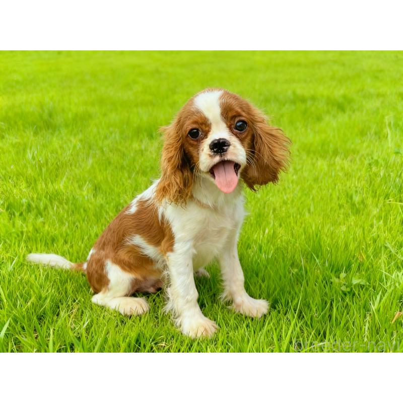 販売中の茨城県のキャバリアキングチャールズスパニエル-400258