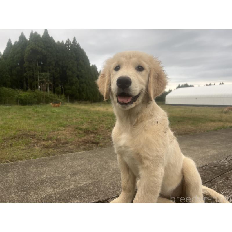 販売中の鹿児島県のゴールデンレトリーバー-415184の4枚目