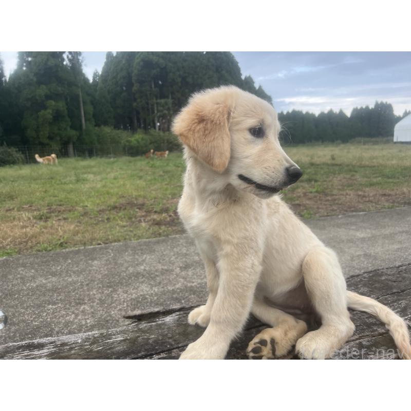 販売中の鹿児島県のゴールデンレトリーバー-415184の3枚目