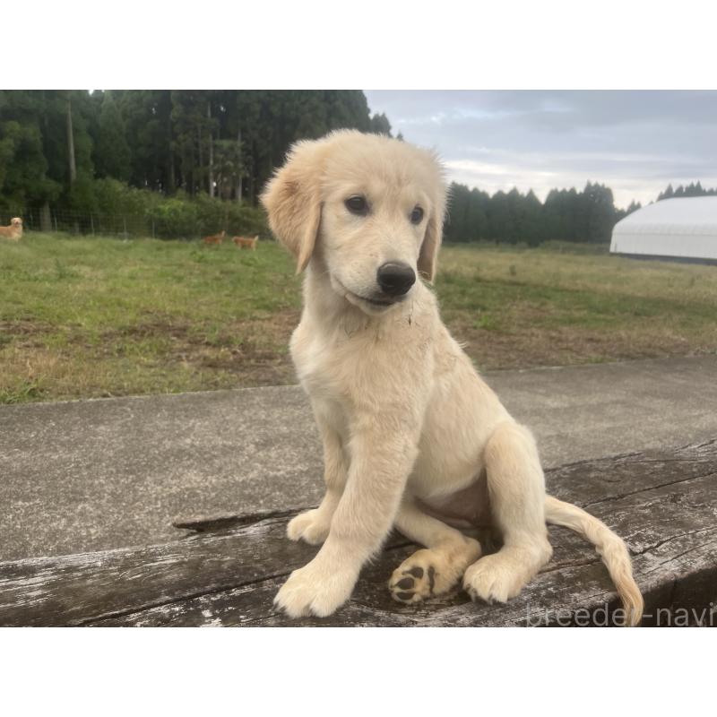販売中の鹿児島県のゴールデンレトリーバー-415184の2枚目