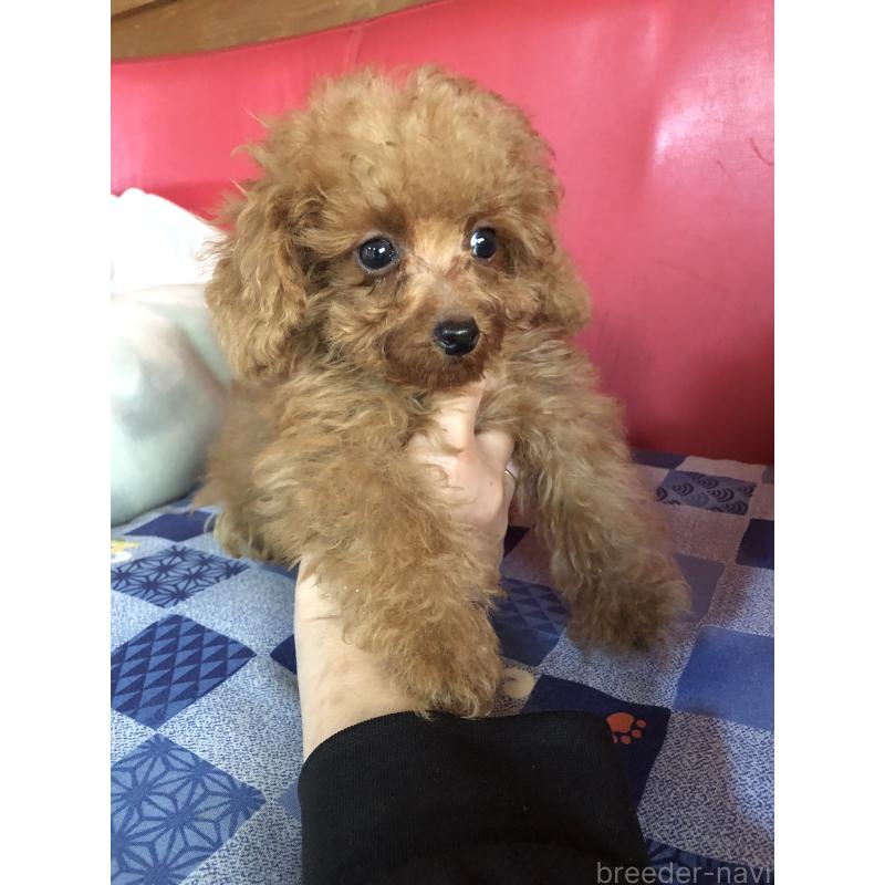 販売中の兵庫県のトイプードル-413437の14枚目