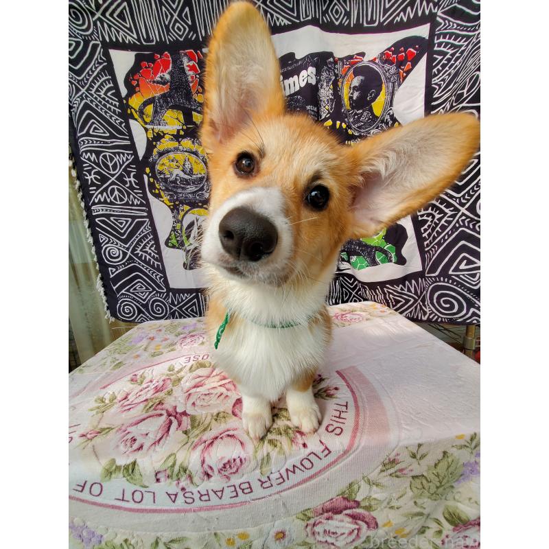 販売中の岩手県のウェルシュコーギーペンブローク-410279