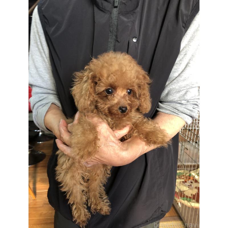 販売中の兵庫県のトイプードル-413437の12枚目