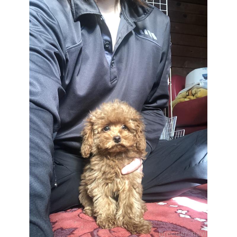 販売中の兵庫県のトイプードル-413436の9枚目