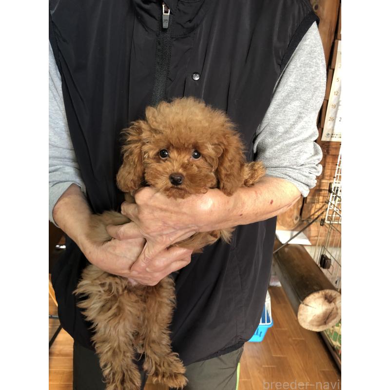 販売中の兵庫県のトイプードル-413436の8枚目