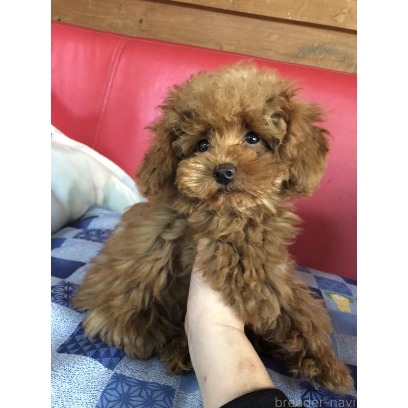 販売中の兵庫県のトイプードル-413436の7枚目