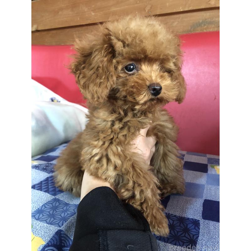 販売中の兵庫県のトイプードル-413436の6枚目