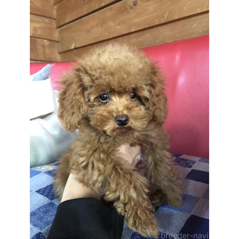 販売中の兵庫県のトイプードル-413436の5枚目