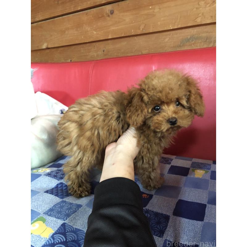 販売中の兵庫県のトイプードル-413436の4枚目