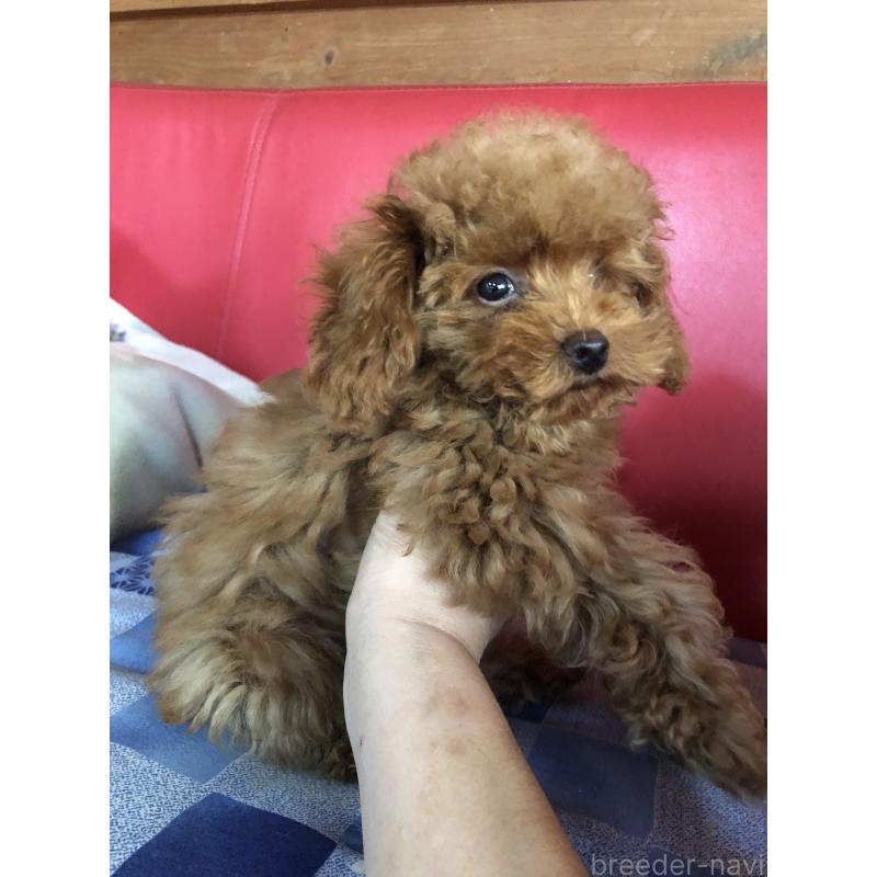 販売中の兵庫県のトイプードル-413436の3枚目