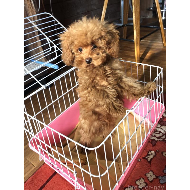 販売中の兵庫県のトイプードル-413436の2枚目