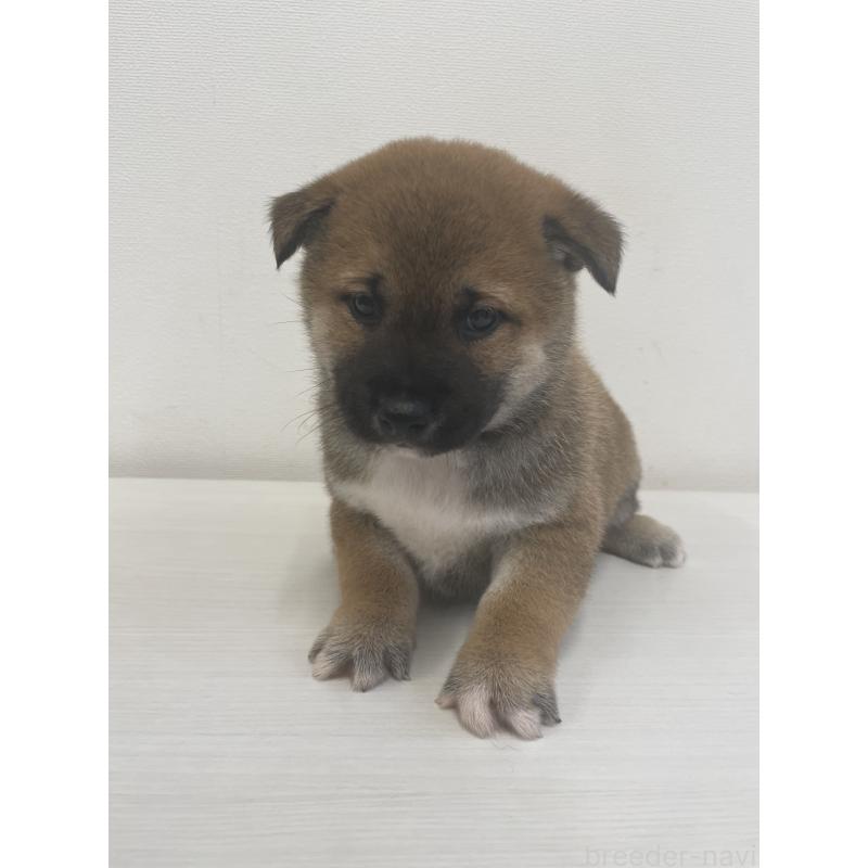 販売中の千葉県の柴犬-421857の15枚目