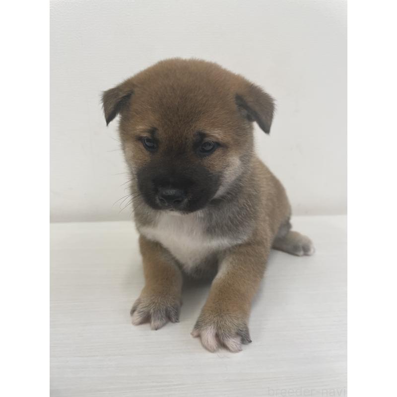 販売中の千葉県の柴犬-421857の14枚目