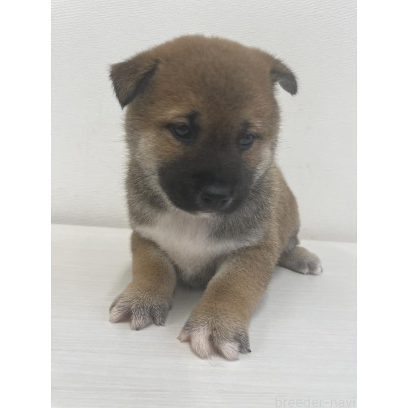 販売中の千葉県の柴犬-421857の13枚目