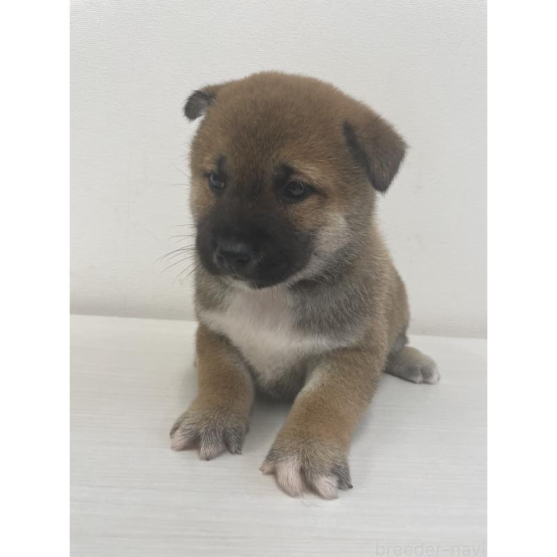 販売中の千葉県の柴犬-421857の12枚目
