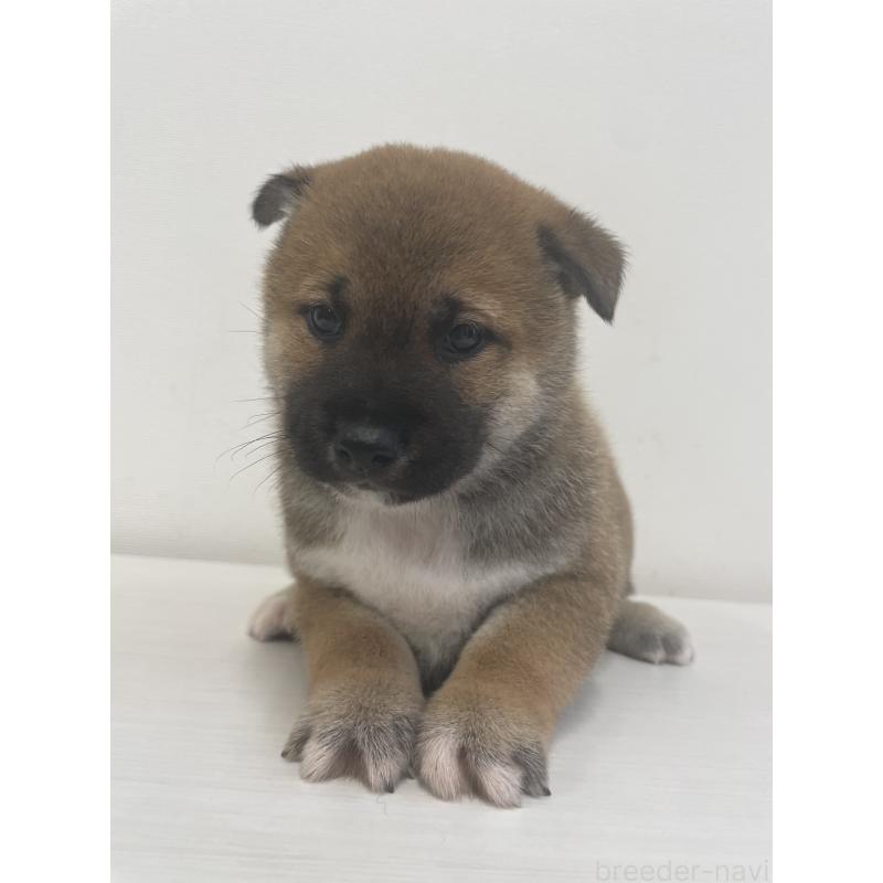 販売中の千葉県の柴犬-421857の10枚目