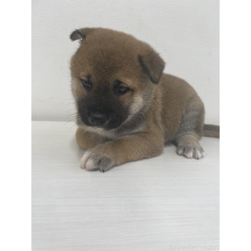 販売中の千葉県の柴犬-421857の9枚目