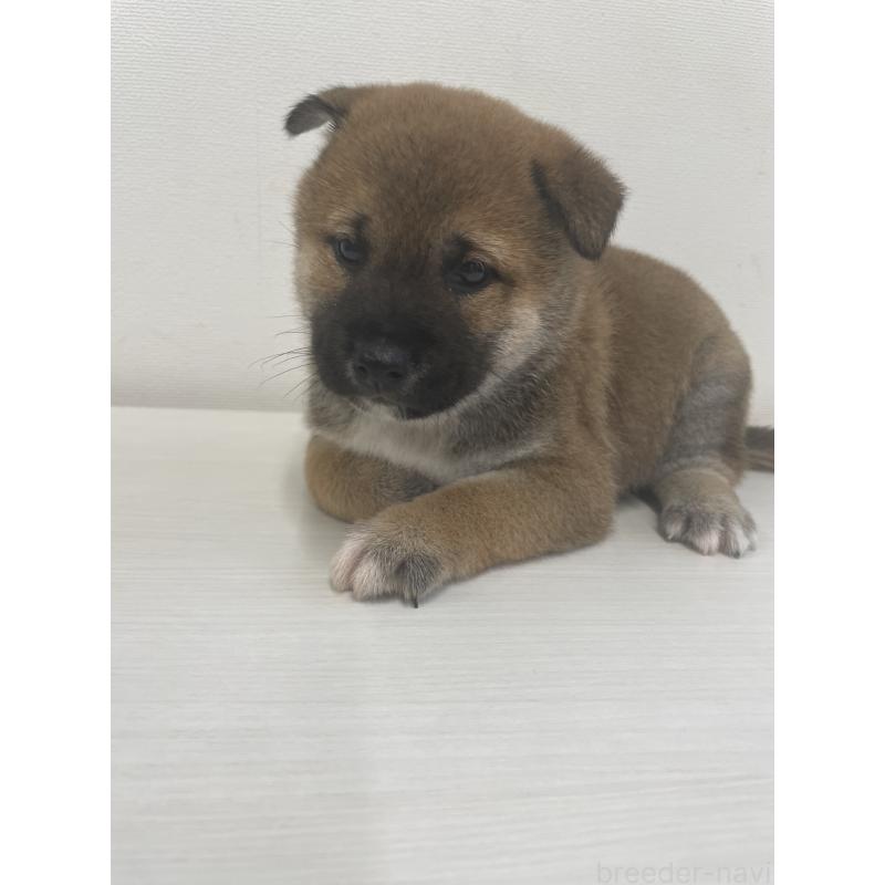 販売中の千葉県の柴犬-421857の8枚目