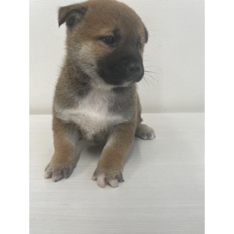 販売中の千葉県の柴犬-421857の7枚目