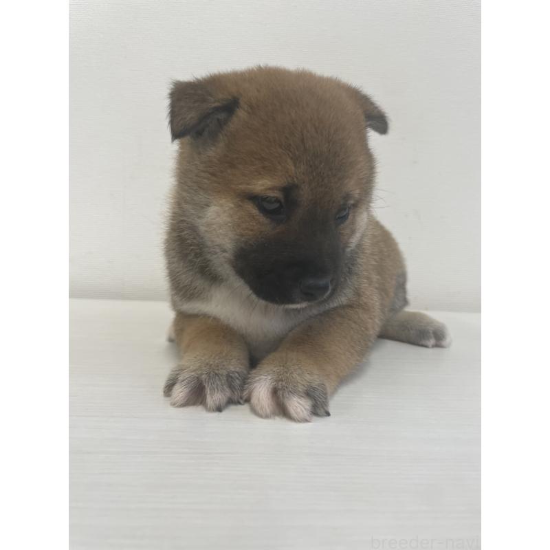 販売中の千葉県の柴犬-421857の6枚目