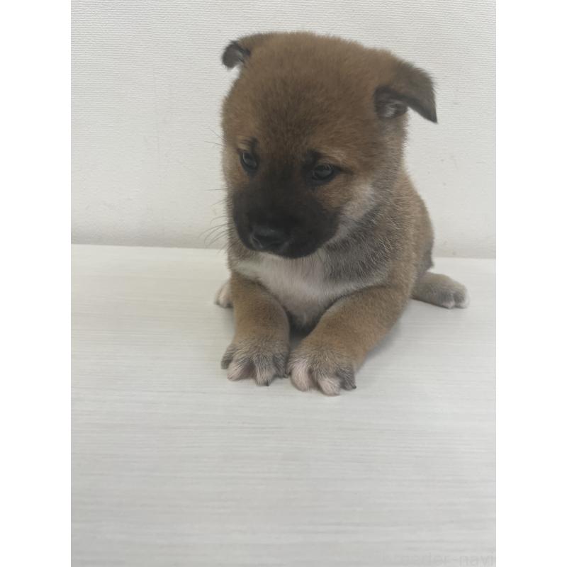 販売中の千葉県の柴犬-421857の5枚目