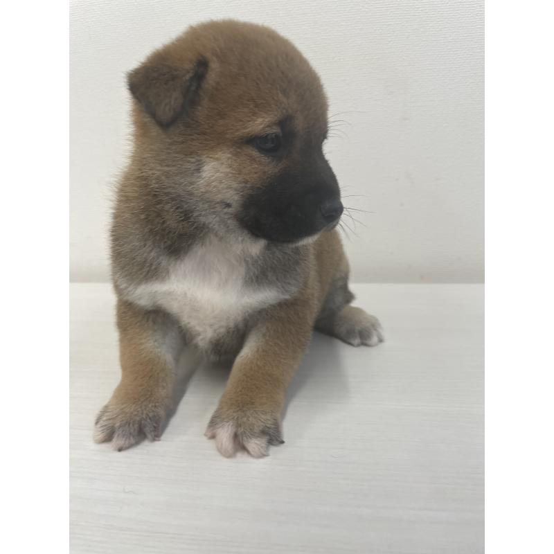 販売中の千葉県の柴犬-421857の4枚目
