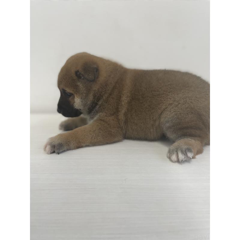 販売中の千葉県の柴犬-421857の3枚目