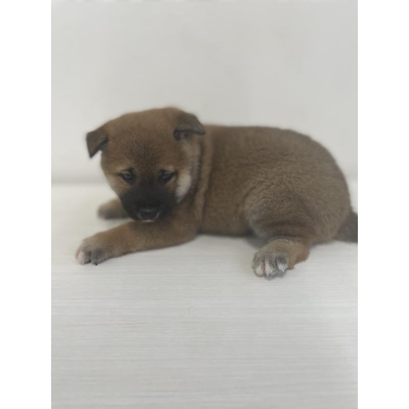販売中の千葉県の柴犬-421857の2枚目