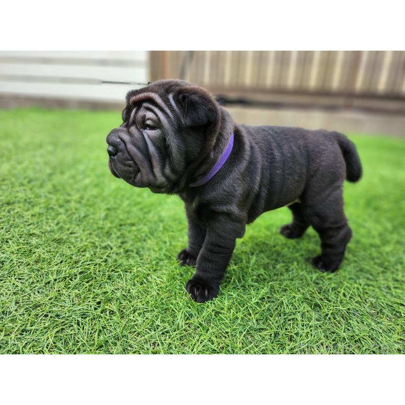 販売中の岡山県のシャーペイ-420896の3枚目